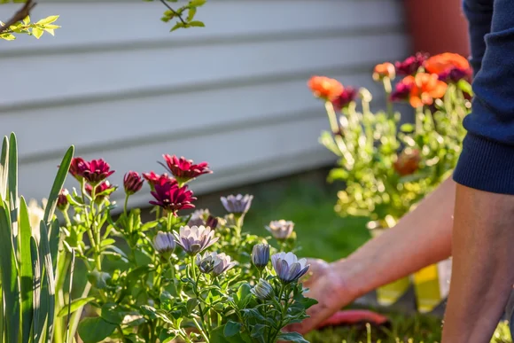 Person pflanzt Blumen ein